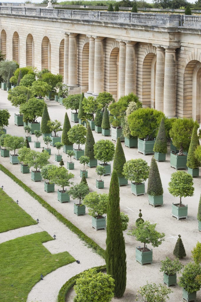 Versailles Citrus planter box