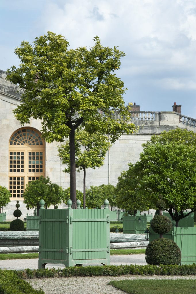 Versailles Citrus planter box