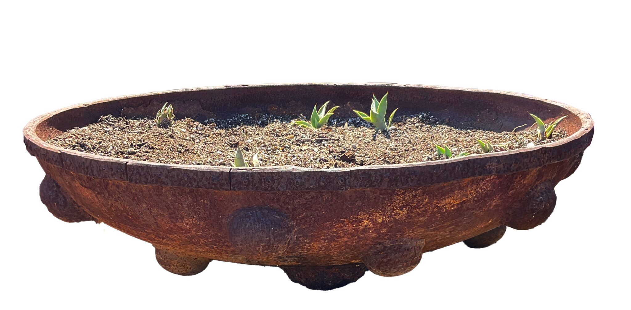 Low, round up-cycled metal planter with bulbous rounded feet around the base, planted with small succulents in gravelly soil