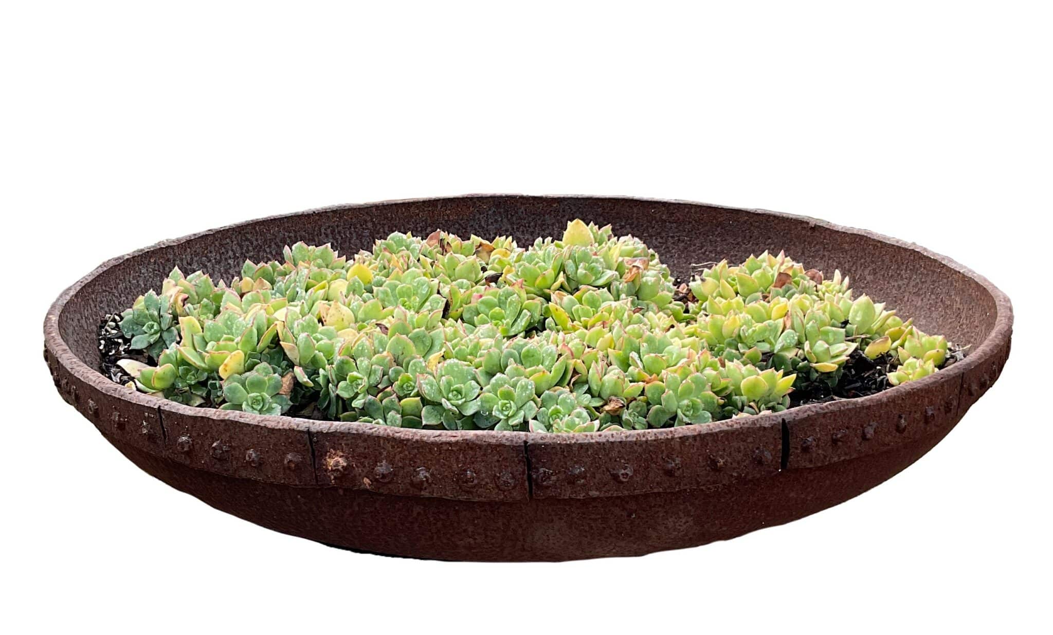 Shallow oval up-cycled metal planter with a riveted rim, planted with a lush bed of green succulents