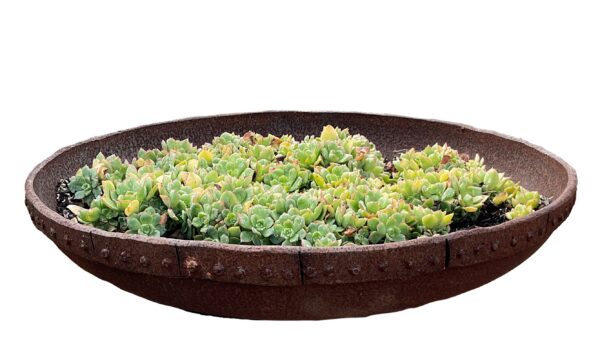 Shallow oval up-cycled metal planter with a riveted rim, planted with a lush bed of green succulents