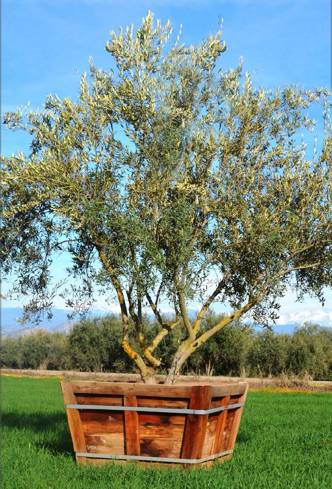 OLIVE TREES: Facts and Romance - Eye of the Day Garden ...