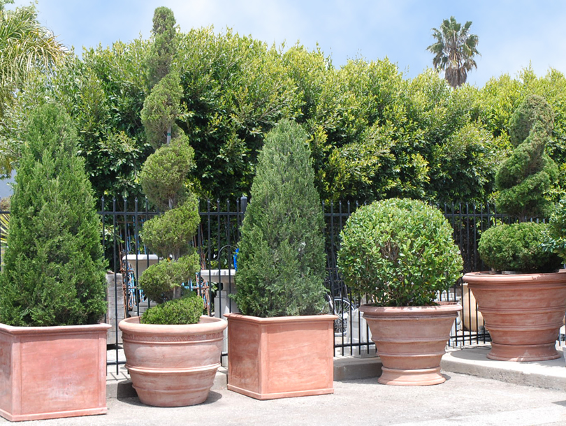 Topiary_05