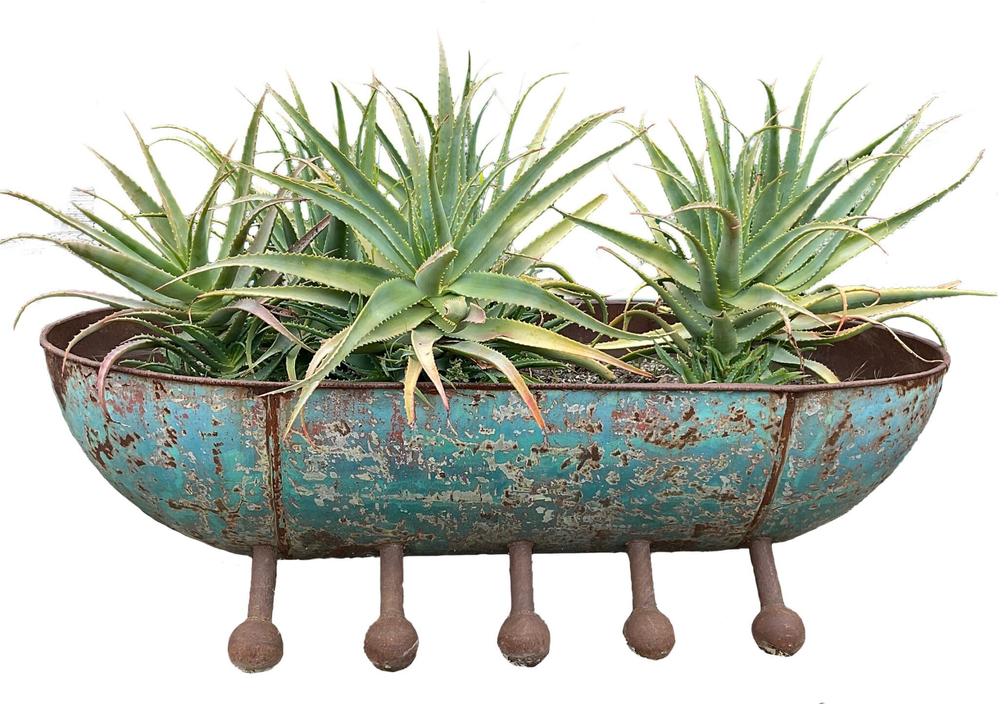 Long oval rusted steel trough planter with a riveted rim and five rounded ball-tipped feet, planted with aloe